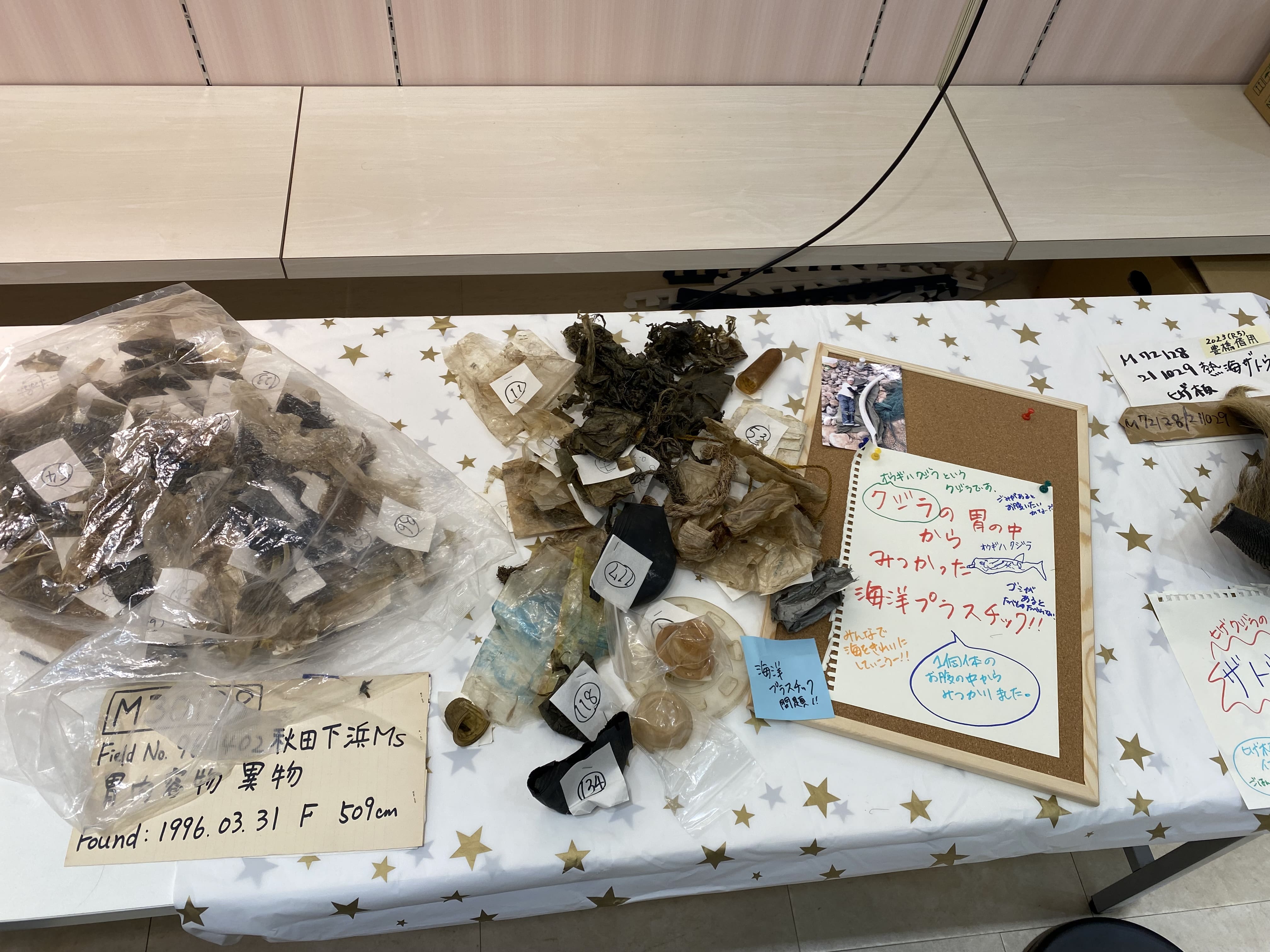 クジラの胃から出てきたプラスチックごみ