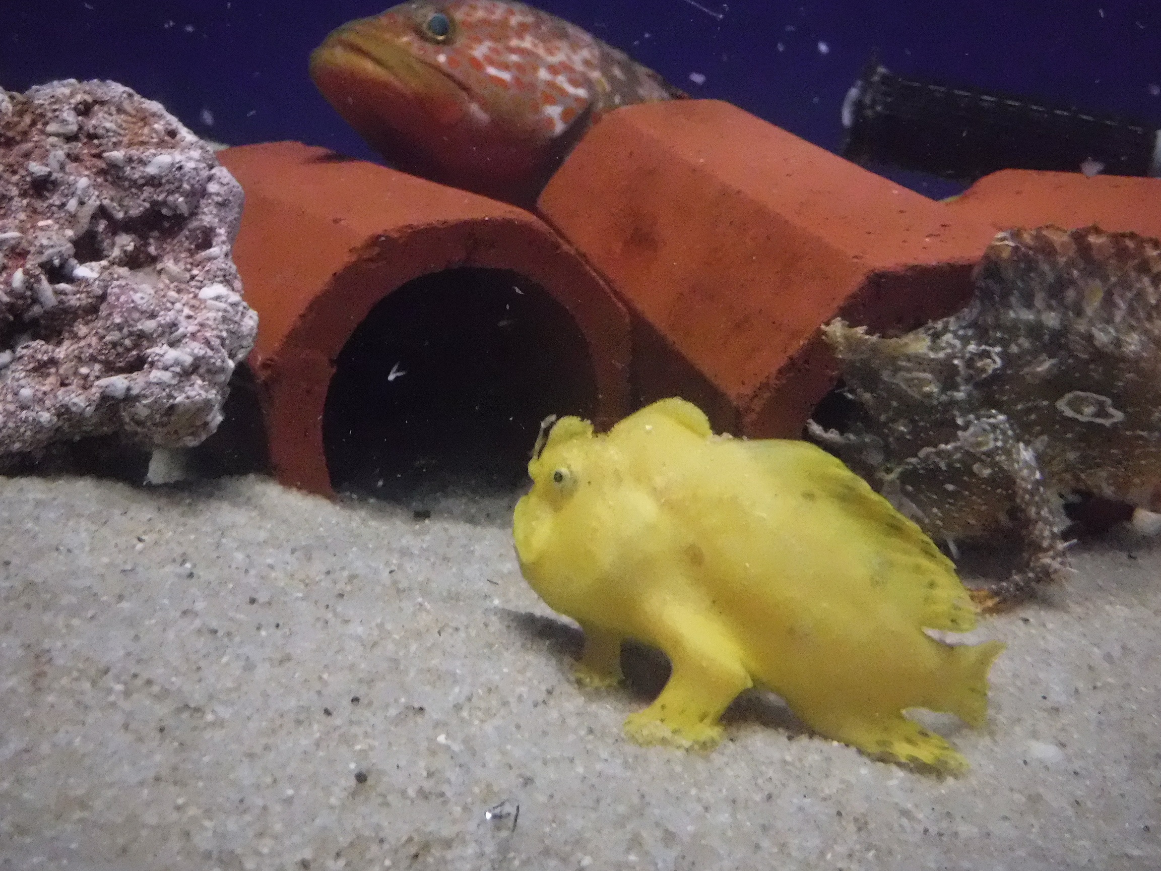 浜名湖にはこんな魚もいるよ（カエルアンコウ）