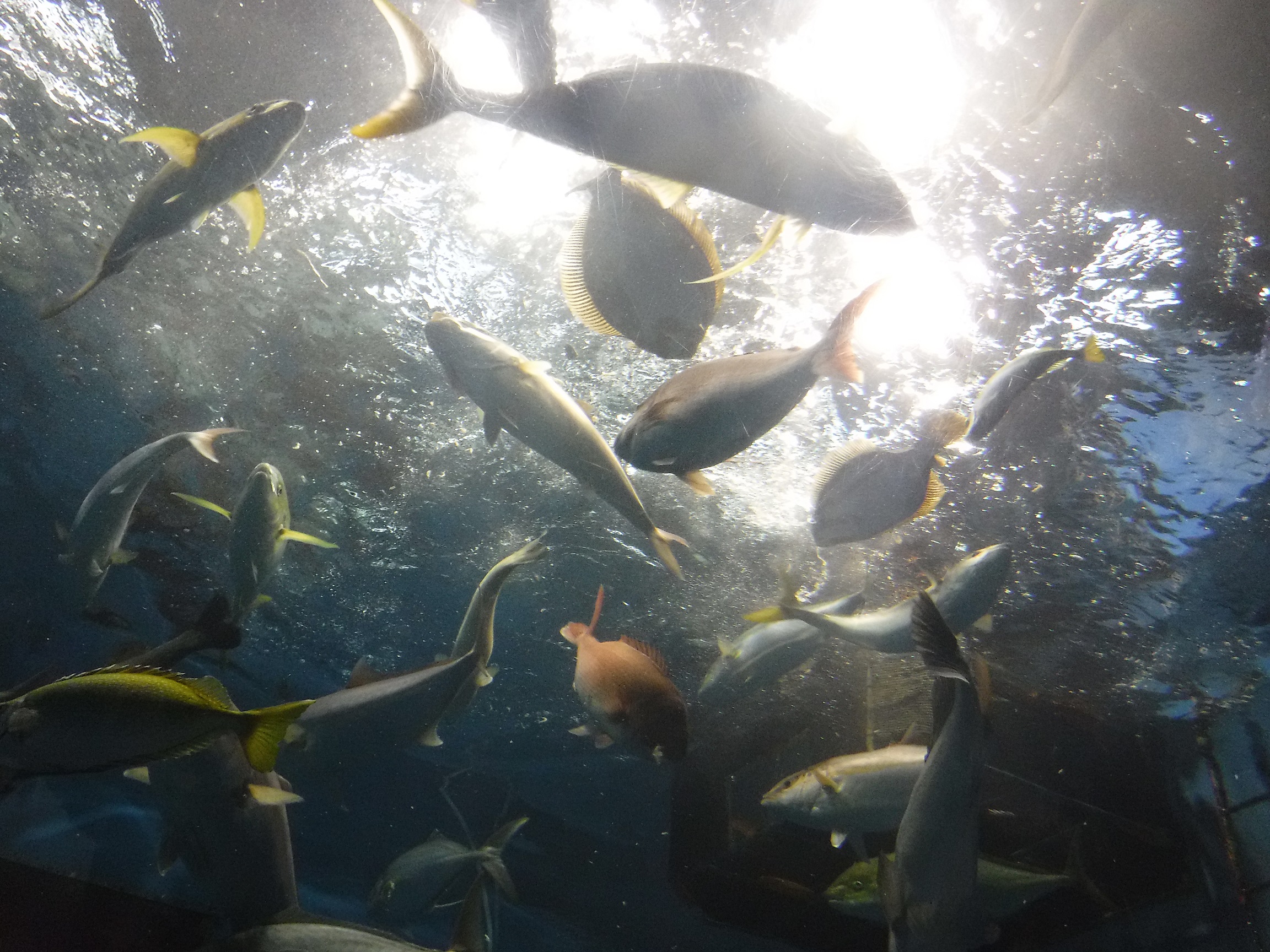 大水槽には魚いっぱい♪