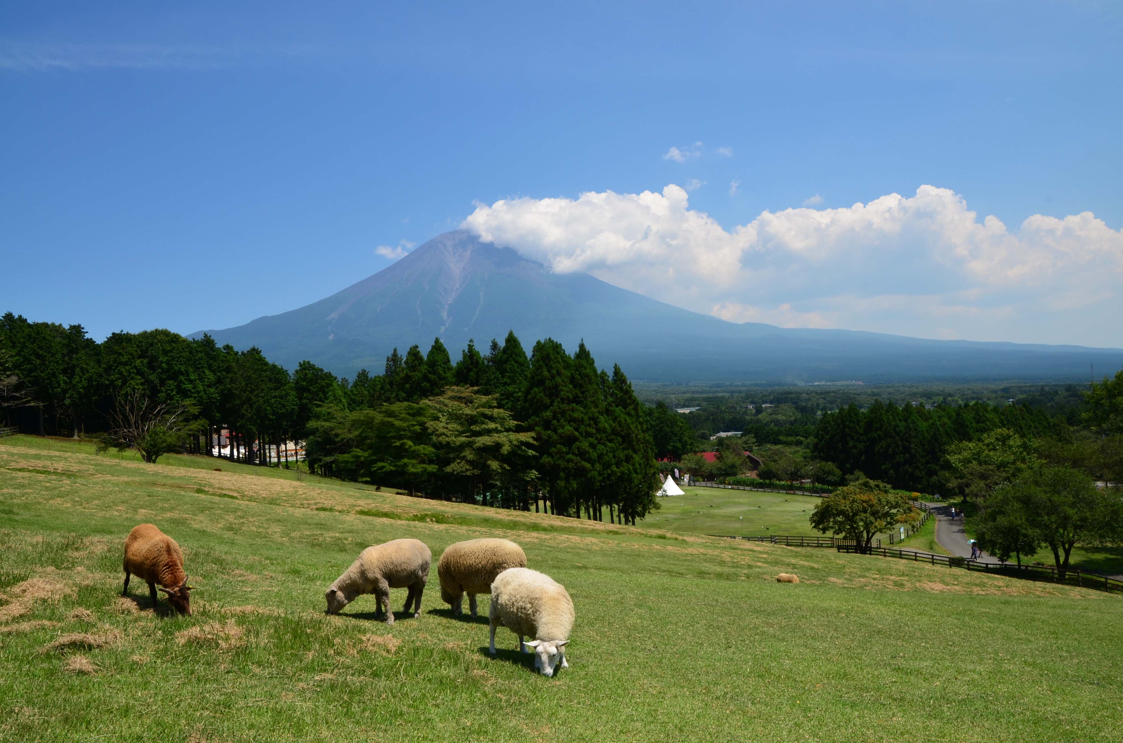 放牧場からの絶景♪